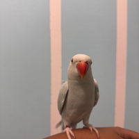 Parrocchetto dal collare