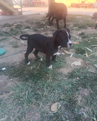 Cuccioli "American Staffordshire"