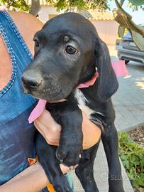 Cuccioli e cucciole taglia media