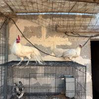 Galline phoemix