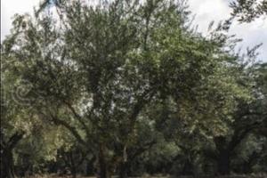 Olivi