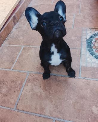 Bulldog francese