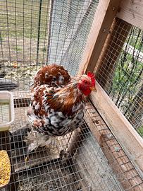 Gallo cocincina nana millefiori