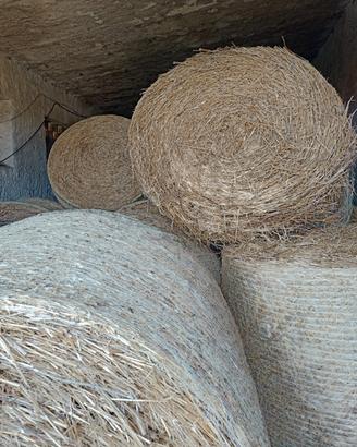 rotopresse foraggio di orzo e veccia 