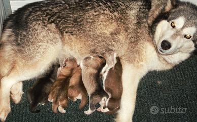 Cuccioli alaskan malamute