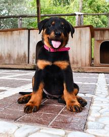 Cucciola BEAUCERON femmina nero focata