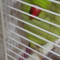 Pappagallo parrocchetto dal crollare maschio