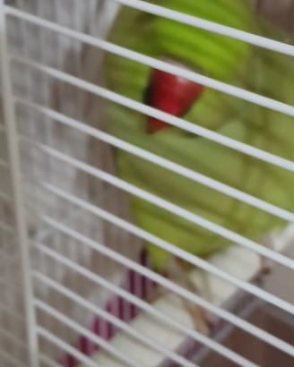 Pappagallo parrocchetto dal crollare maschio