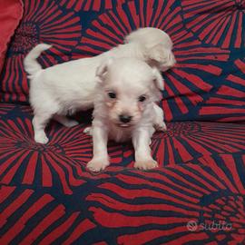 Maltipoo Bianco Beige AV Mini Toy
