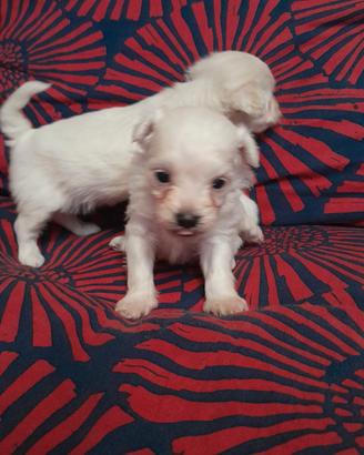 Maltipoo Bianco Beige AV Mini Toy