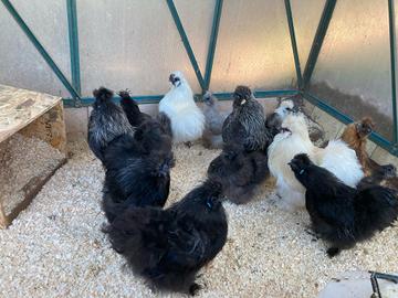 GALLINE MOROSETA 