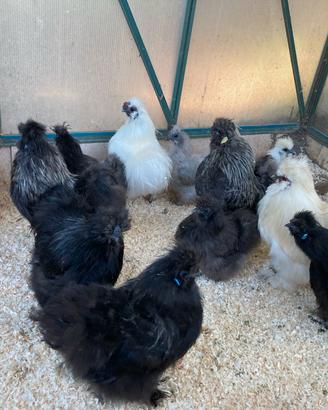GALLINE MOROSETA 