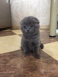 Scottish fold