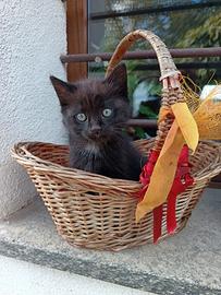 Gattino maschietto molto affettuoso