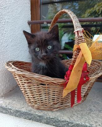 Gattino maschietto molto affettuoso