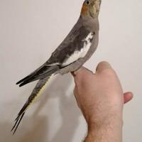 Calopsite femmina allevata a mano