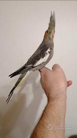 Calopsite femmina allevata a mano