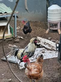 Gallo PADOVANO