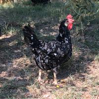 Galli e Galline Ancona