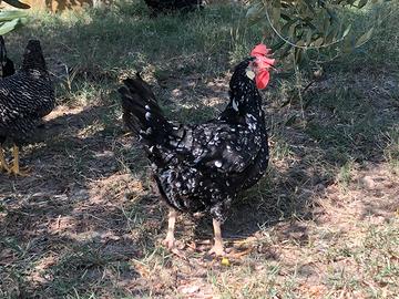 Galli e Galline Ancona