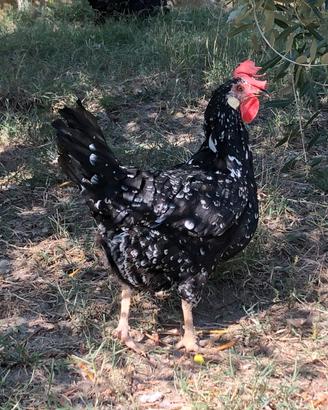 Galli e Galline Ancona
