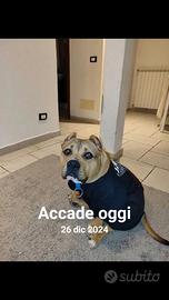  american  Bully pocket 