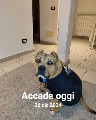  american  Bully pocket 