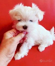 mini maltesi toy solo maschi  ultimo rimasto