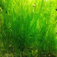 20 piante di vallisneria nana