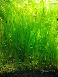 20 piante di vallisneria nana