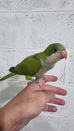 Pullo di parrocchetto Monaco svezzato