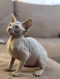 Sphynx