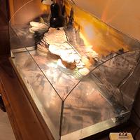 acqua terrario per tartarughe 