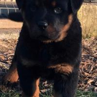 Cuccioli rottweiler con Pedegree