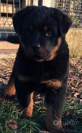 Cuccioli rottweiler con Pedegree