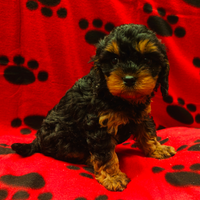 Cavalier king x Barboncino cuccioli