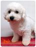 cuccioli-di-bichon-a-poil-frise