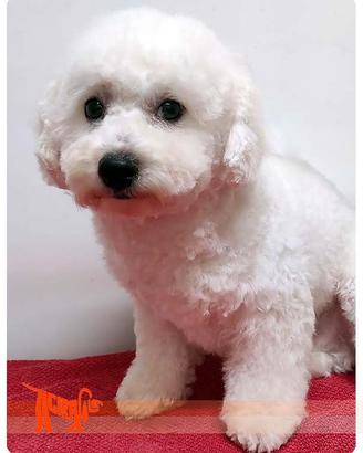 Cuccioli di BICHON A POIL FRISE