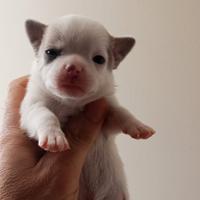 Chihuahua con pedigree ENCI