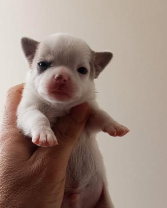 Chihuahua con pedigree ENCI