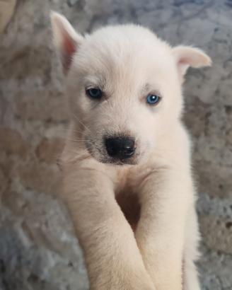 Ultimi cuccioli Husky