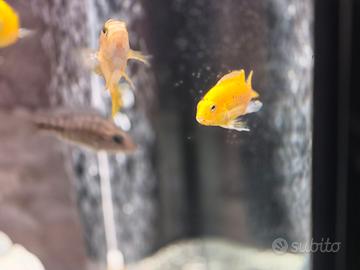 ciclidi malawi labidochromis careules