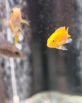 ciclidi malawi labidochromis careules