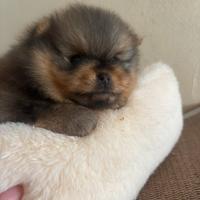 Pomerania/Spitz nano