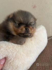 Pomerania/Spitz nano