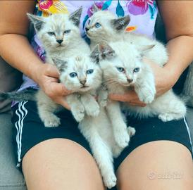 Gattini siamesi tabby