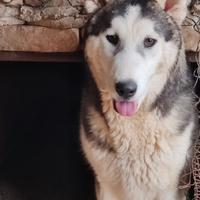 Husky