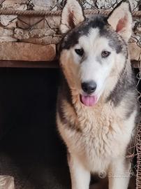 Husky