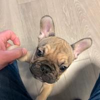 Ultimo cucciolo disponibile, maschio bulldog