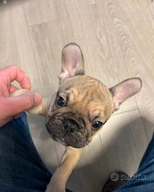 Ultimo cucciolo disponibile, maschio bulldog